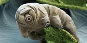 Tardigradi sulla Luna