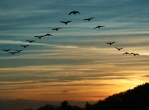 migrazione degli uccelli