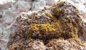Il muschio Syntrichia caninervis su una roccia
