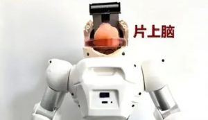 Un cervello coltivato in laboratorio montato su un robot