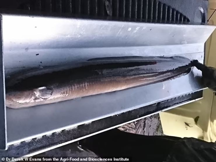 Il mostro di Loch Ness potrebbe essere in realtà un'anguilla