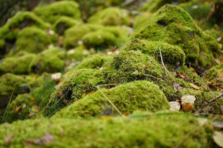 Del muschio verde sulle rocce