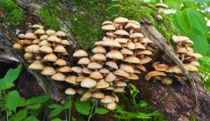 Una colonia di funghi su un albero