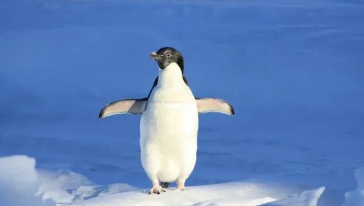 Pinguino